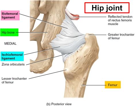 Hip Replacement Surgery- Recovery Time, Alternatives, Risks