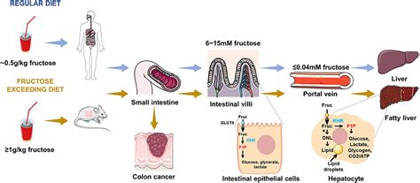 Fructose Metabolism