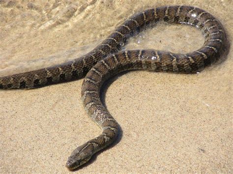 Northern Water Snake - Ottawa Riverkeeper | Garde-rivière des Outaouais