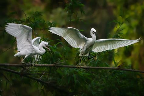 11 Wild Animals in Vietnam & Best Place to Spot