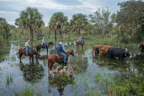 Florida Crackers, Cattle and the Watering Hole. | Florida cracker horse ...