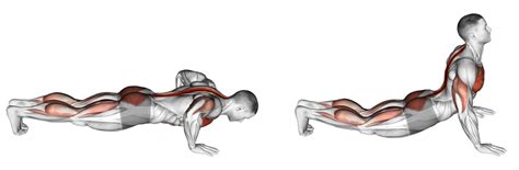 Cobra Push-Up: Benefits, Muscles Worked, More - Inspire US