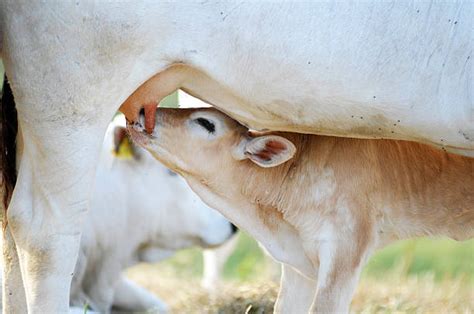 310+ Calf Sucks The Udder Of A Cow Stock Photos, Pictures & Royalty-Free Images - iStock