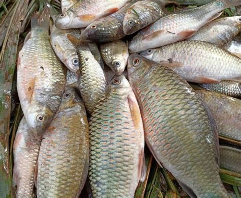 9 Fakta Ikan Nilem, Ikan Kecil yang Bisa Menghilangkan Stress