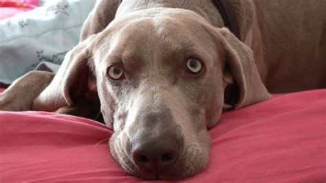 Choosing The Best Joint Supplement for a Weimaraner – 6 Things You Must ...