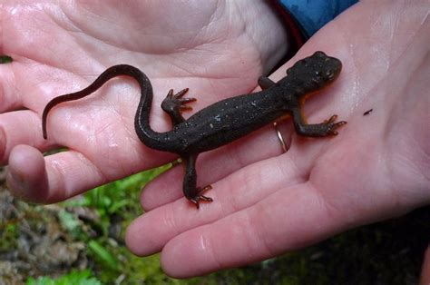 Rough Skinned Newt Facts, Habitat, Diet,Toxicity, Pictures | Coniferous Forest