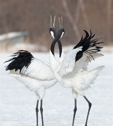 Dance of the Red-Crowned Cranes Red-crowned Crane, Crane Bird, Most Beautiful Birds, Pretty ...