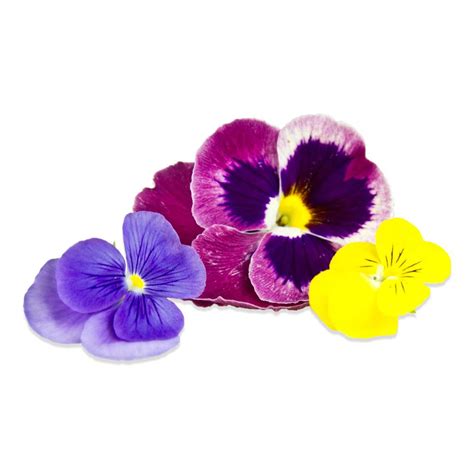 Bulk Edible Pansy Blossoms for Sale | Marx Foods