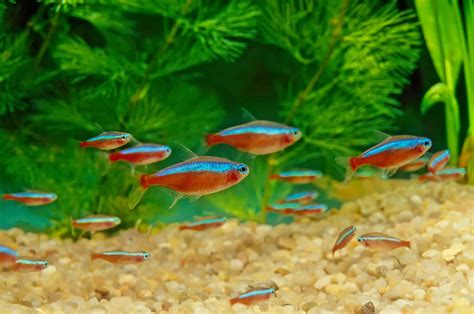 Cardinal Tetras: Your Guide to These Beautiful Tropical Fish