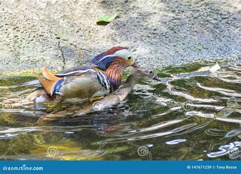 Mandarin Ducks Mating stock image. Image of feathered - 147671239