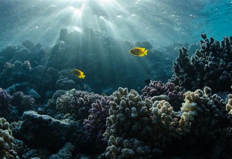 5 Easy Ways to Avoid Backscatter in Underwater Photos - Nature TTL