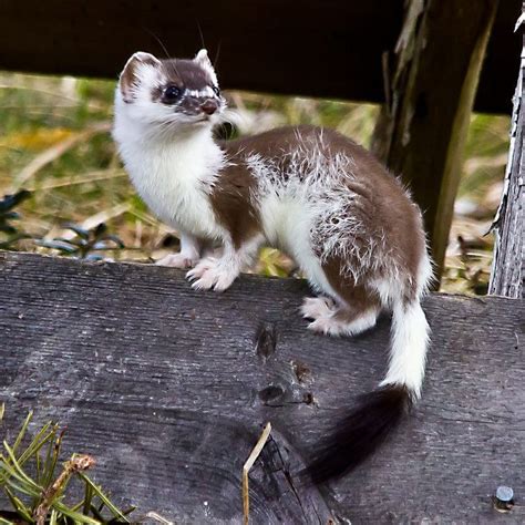 Stoat (mustela erminea) - via http://animalworld.com.ua/news/Smeshnyje ...