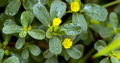 How to Plant and Grow Purslane | Gardener’s Path