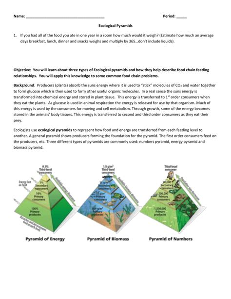 Ecological Pyramids Worksheet Answer Key | Ecological pyramid ...