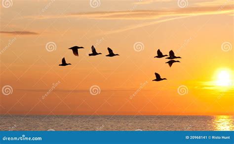 Birds Fly in the Sky at Sunset Stock Image - Image of warm, morning ...