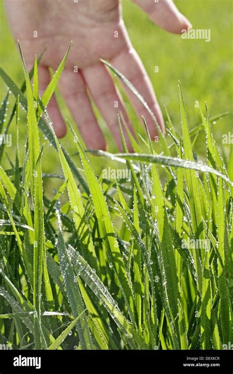 Hand touching grass Stock Photo - Alamy