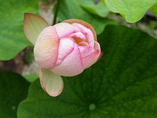 Lotus | coniferconifer | Flickr