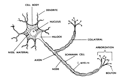 Nerve: Nerve Cell Diagram
