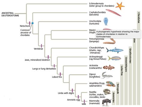 Solved Based on this phylogeny, which vertebrate groups | Chegg.com