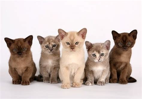 Burmese Cats