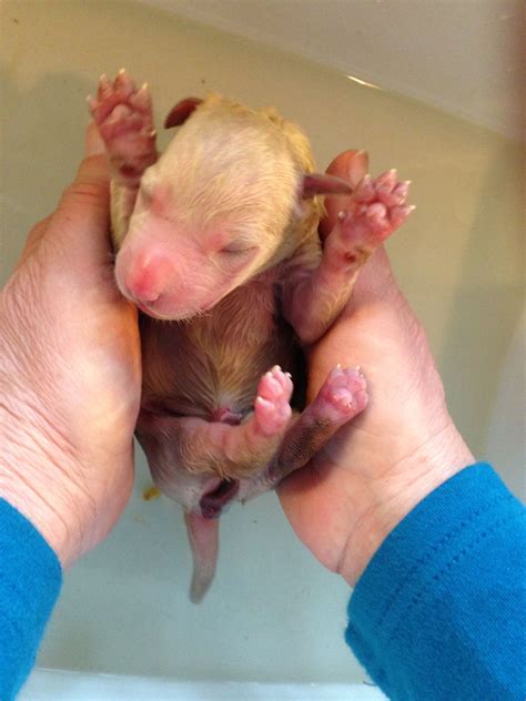 New born yellow Lab puppy. 2/19/2013 | Yellow lab puppy, Lab puppy, Lab ...