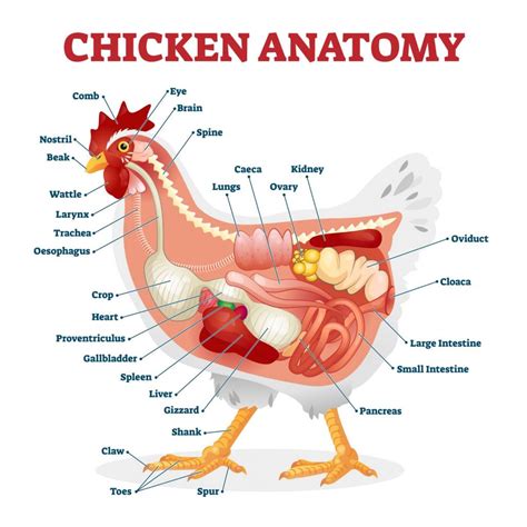 Chicken Anatomy 101: Everything You Need To Know