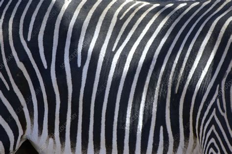 Zebra skin - Stock Image - Z943/0102 - Science Photo Library