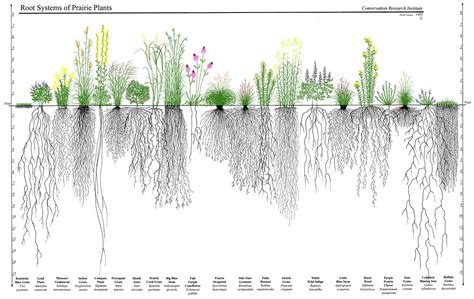 Prairie roots - Driftless Prairies: Native Ecosystems