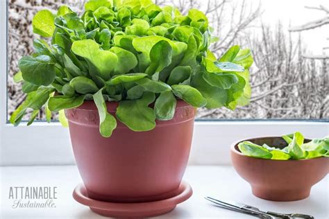 Growing Lettuce Indoors for Fresh Greens in the Winter (or All Year Long)