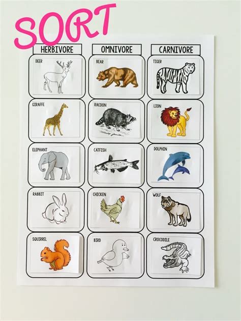 Herbivores, Omnivores, and Carnivores Sort Activity | Carnivores ...