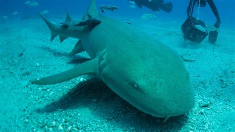 Sharks bite boy, 8, during Bahamas vacation, report says: 'Like a scene from Jaws' | Fox News