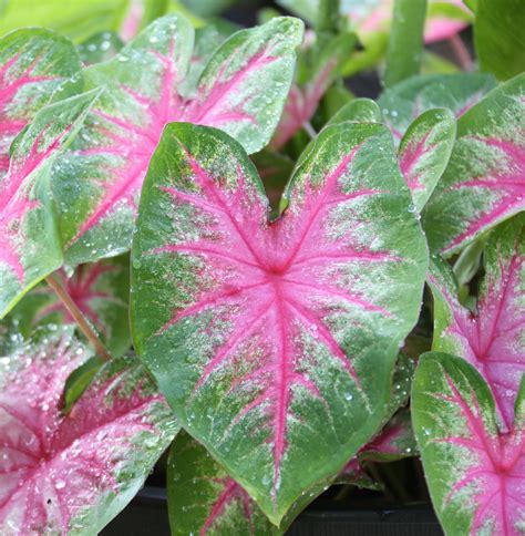 caladium plant care tips - Vallie Laster