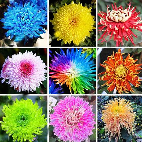 Hot Sale 22 Colors Available Chrysanthemum Seeds Chrysanthemum ...