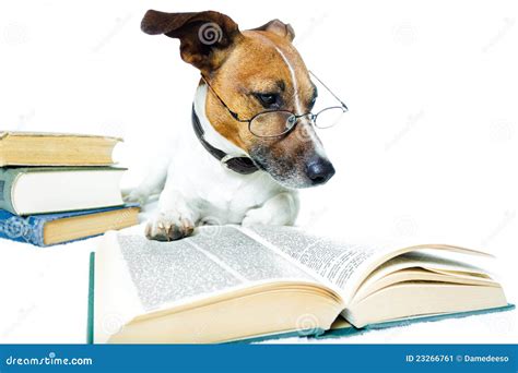 Dog Reading Books Stock Image - Image: 23266761