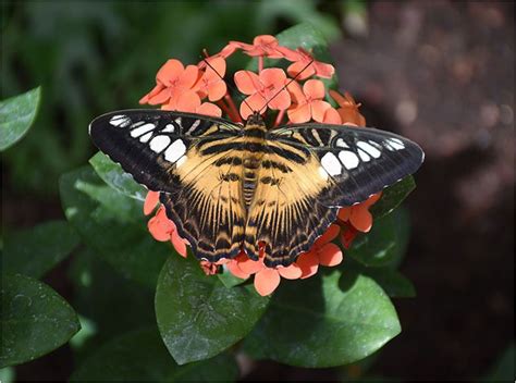 Butterfly Biosphere Unusual Thanksgiving Point butterfly Garden Hu22236 | Butterfly garden ...