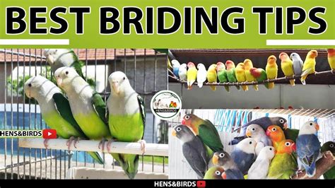 Love Birds Best Breeding Tips For you. - YouTube