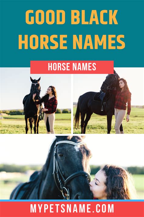 Good Black Horse Names in 2021 | Horse names, Black horse, Horses