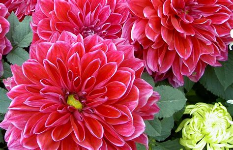 Dahlias Flower: Dahlia Diseases: Viruses Unpleasant Surprises