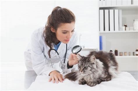 Dying Cat Symptoms: Signs That Show a Cat is Dying - Just Credible