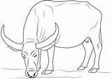 Water Buffalo Coloring Pages & coloring book 6000  sketch template