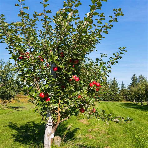 Anna Apple Trees for Sale | BrighterBlooms.com