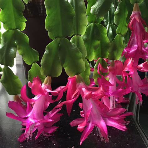 Holiday Cacti: Thanksgiving cactus, Christmas cactus and Easter cactus – Manitoba Master ...