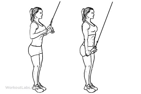 Tricep Cable Rope Push /Pull Downs | WorkoutLabs