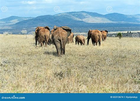 African Elephants in the Savannah Stock Photo - Image of theme, mammals ...