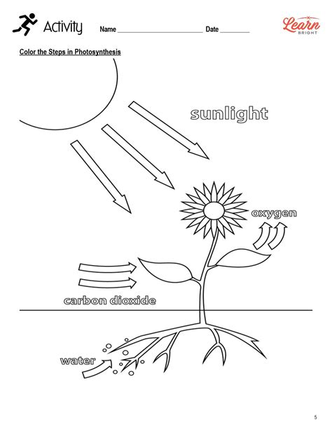 Photosynthesis Diagram Worksheet Structures Of Photosynthesis | My XXX ...