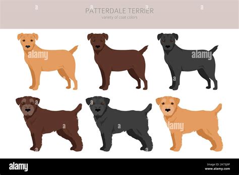 Patterdale terrier clipart. All coat colors set. All dog breeds characteristics infographic ...