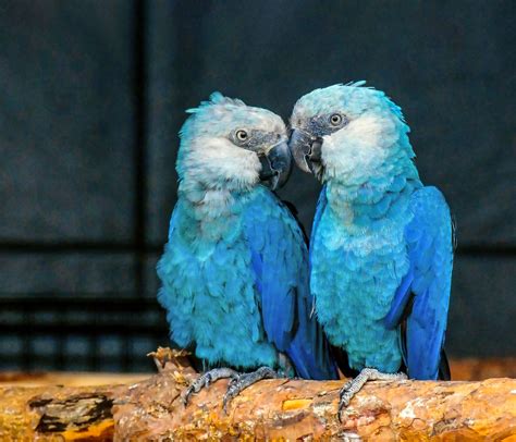 Two decades after it vanished, the stunning Spix’s macaw returns to its forest home | Science | AAAS