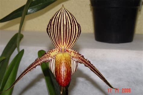 Paph Rothschildianum 'Borneo X Charles Edward' | Orchids, Beautiful orchids, Paphiopedilum