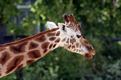 Male giraffes are the world’s tallest animals, attaining nearly 6m (20ft) in height and weighing ...