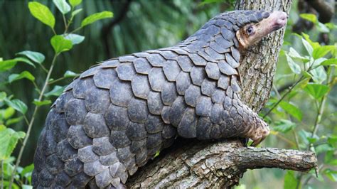 Rescued pangolins released with support from ZSL | Zoological Society of London (ZSL)